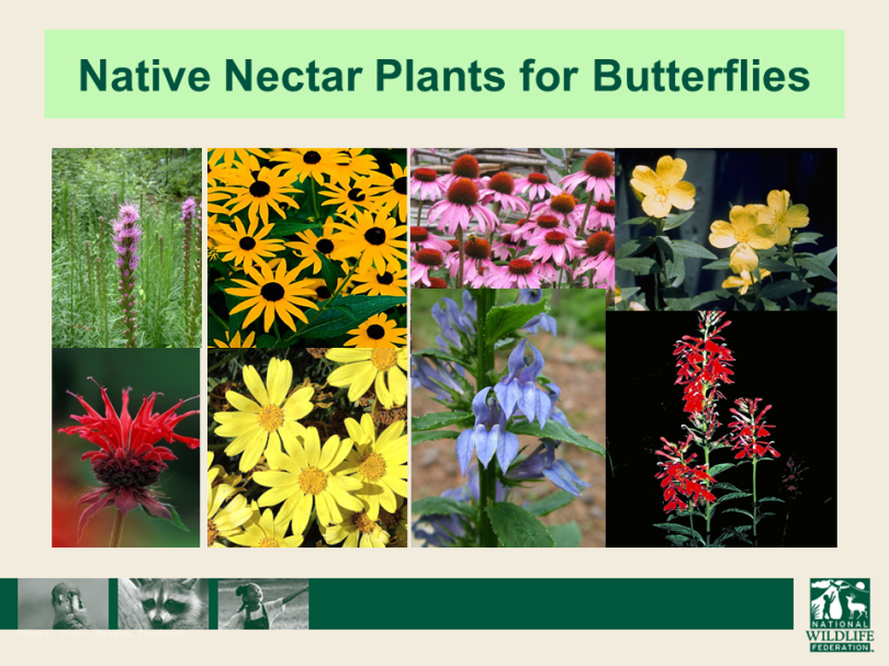 Nectar Plants for Butterfiles